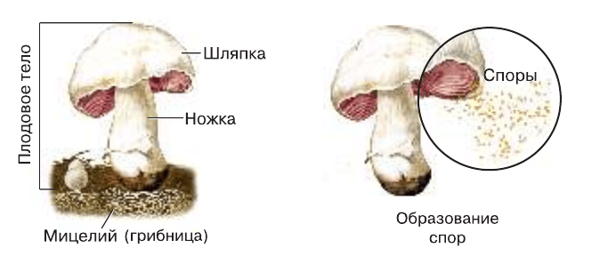 Решение рисунок 1