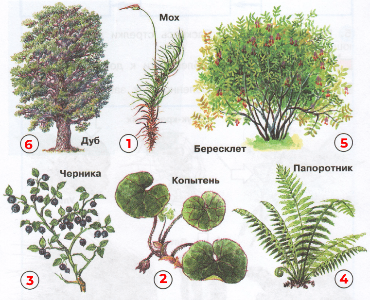 Решение рисунок 1